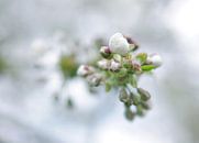 cherry blossoms van Sagolik Photography thumbnail