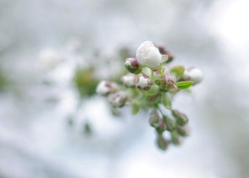 cherry blossoms van Sagolik Photography