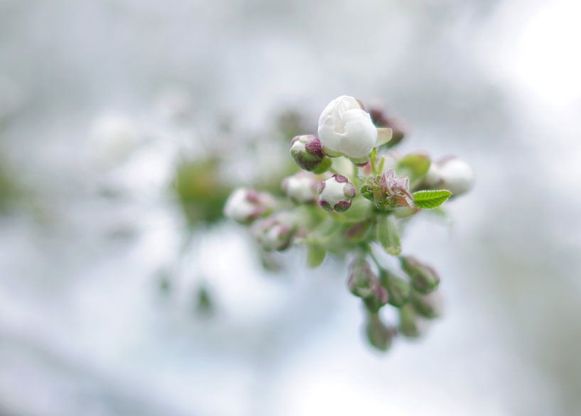 cherry blossoms von Sagolik Photography