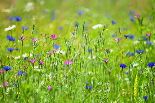 Field with grasses, cornflowers, robertskruid and daisies