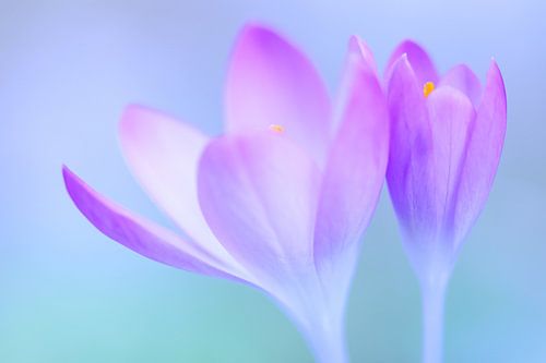 Krokus 'Just the two of  us'