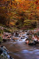Herfst stroompje