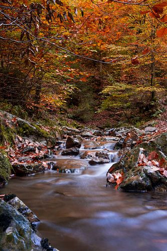 Herfst stroompje sur Photography by Karim