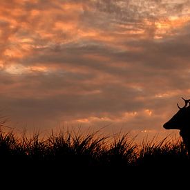 Silhouet van hert bij zonsondergang van Ilya Korzelius
