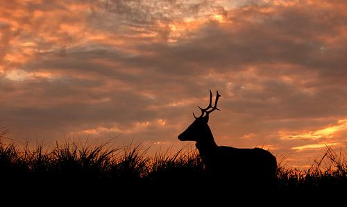 Silhouet van hert bij zonsondergang