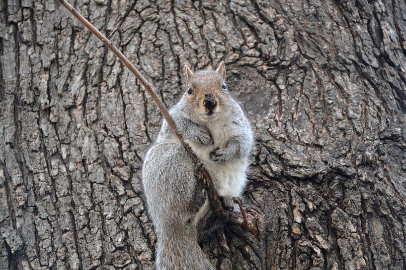 Squirrel von Wessel Smit
