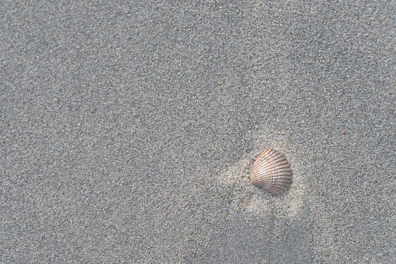 Einsame Muschel am Strand von Marjolijn van den Berg