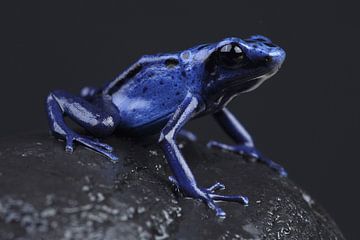 Blauwe Pijlgifkikker (Dendrobates tinctorius azureus) van Ronald Pol