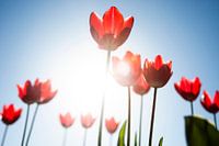 Tulpen in brandende zon