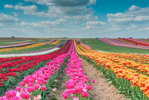 CHAMP DE TULIPES 2