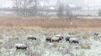 Moutons de neige dans le Zwaakse Weel sur Fotografie in Zeeland Aperçu