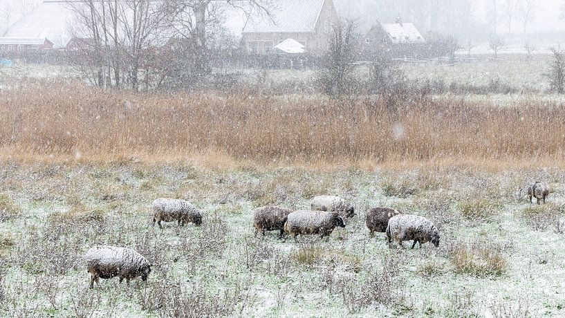 Schapen-sneeuw in de Zwaakse Weel van Fotografie in Zeeland