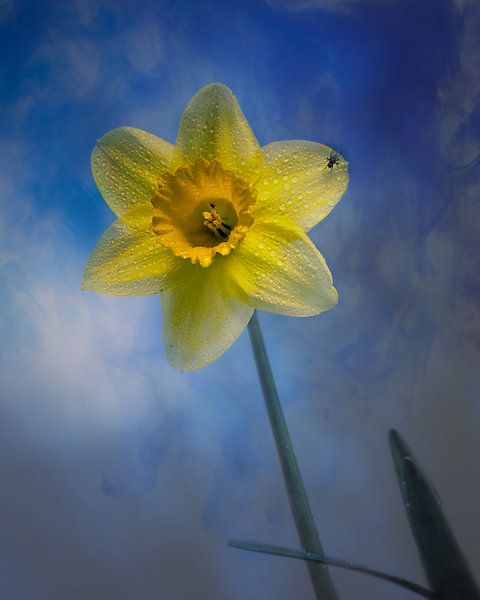 Skies are blue.. van Maneschijn FOTO
