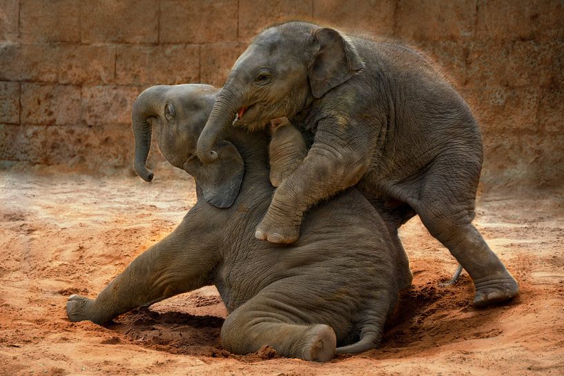 Veaux de jeu éléphantesques par Joachim G. Pinkawa