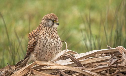 Torenvalk vrouw in de polder Arkemheen