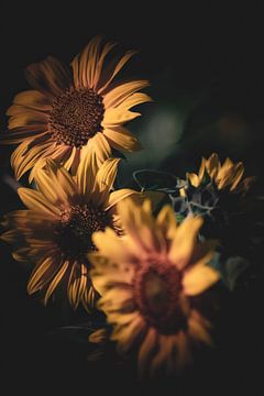 De schoonheid van zonnebloemen. van Robby's fotografie