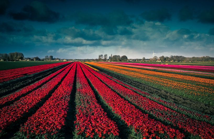 Tulpen bis zum Horizont von peterheinspictures