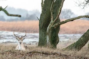 Deer sur Dirk van Egmond