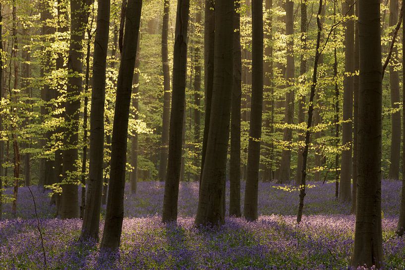 Voorjaar in het Hallerbos par Hans Koster