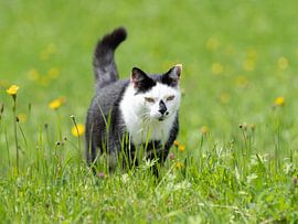 Black and White Cat in Spring Meadow - Domestic Animal in Natural Setting von Sebastian Czech