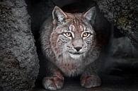 Luchs ist eine große Wildkatze, die ironisch aussieht, der dunkle Hintergrund sind die klaren Augen  von Michael Semenov Miniaturansicht