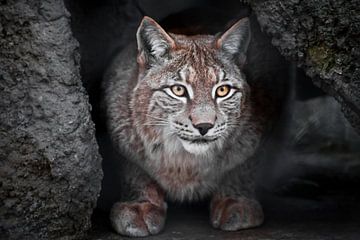 Lynx is a big wild cat ironically looking, dark background is the clear eyes of a cat by Michael Semenov