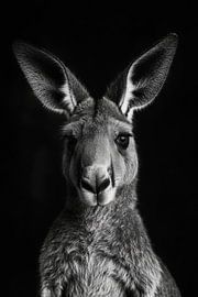 Kangaroo by Poster Art Shop