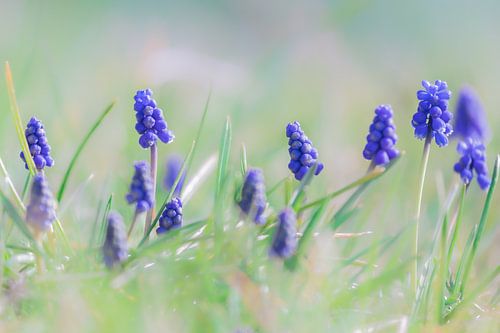 Blauwe druifjes in het groen
