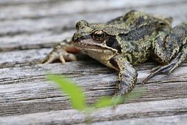 als een kikker op het droge by Rianne de Heij