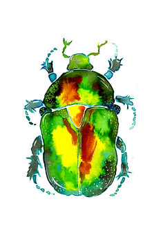 Golden rose beetle
