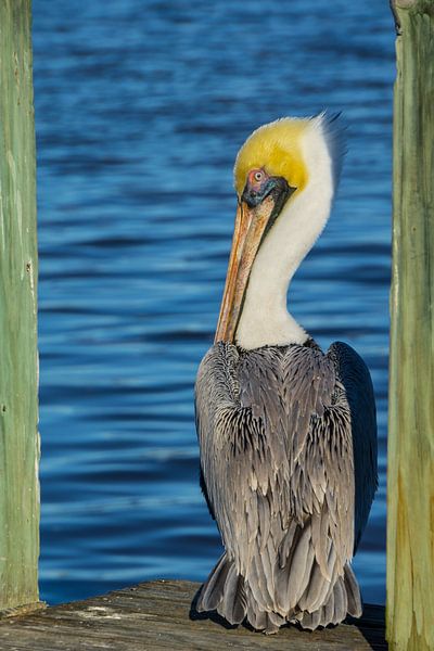 USA, Florida, Brown pelican on boardwalk before water by adventure-photos