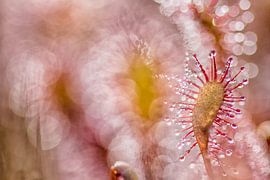 abstract sundew