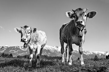 Calves in the mountains