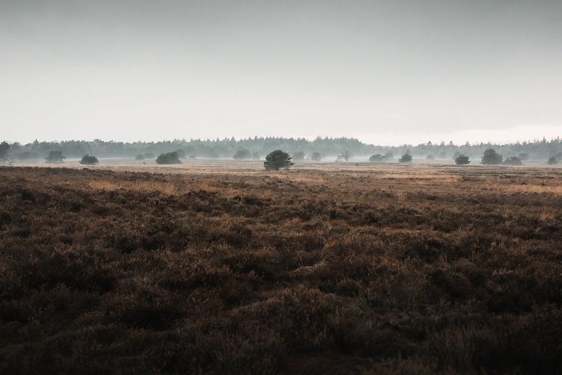 Die blaue Stunde | Die Veluwe-Heidelandschaft von Nanda van der Eijk