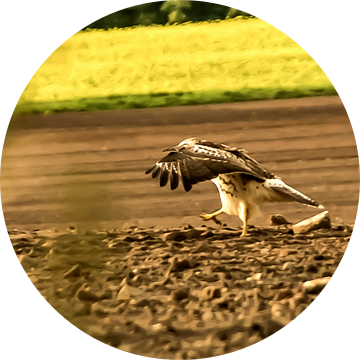 Buizerd #3