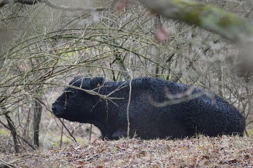 Loslopende Galloway stier