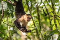 Capuchin Monkey 2 - met Sprinkhaan van Trudy van der Werf thumbnail
