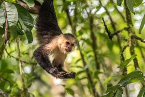 Singe capucin 2