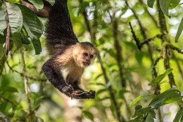 Capuchin Monkey 2 - met Sprinkhaan