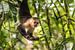 Capuchin Monkey 2 - met Sprinkhaan van Trudy van der Werf