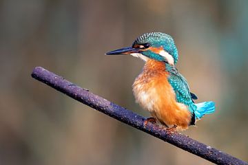 Ijsvogel op een tak van Whiskey Echo Bravo