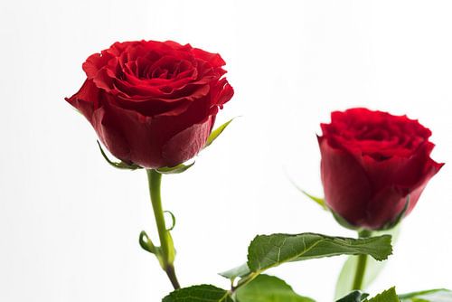 Liefde en rode rozen