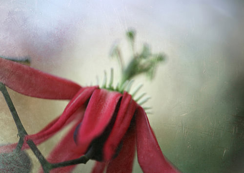 passion von fantasina