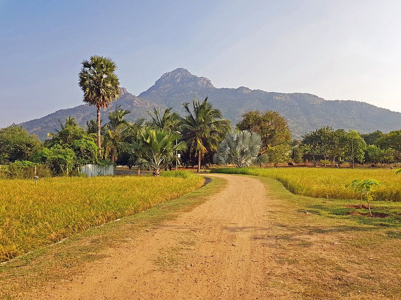 De heilige berg Arunachala in Tamil Nadu in India van Eye on You
