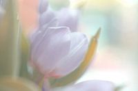 spring pastels