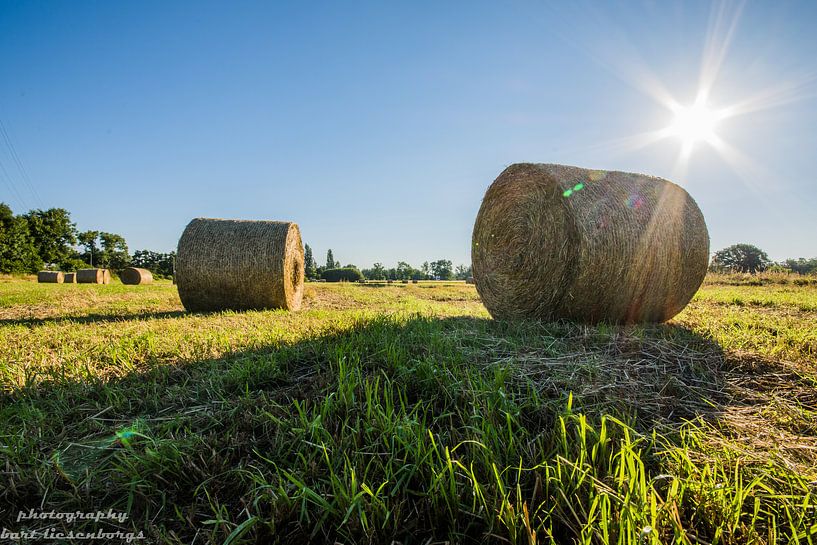 in the meadow by Bart Liesenborgs