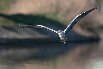 Grey heron in flight over the Dender by Sven Scraeyen
