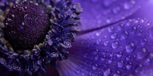 Paars panorama van waterdruppeltjes