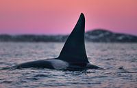 What an impressive dorsal fin by Koen Hoekemeijer thumbnail