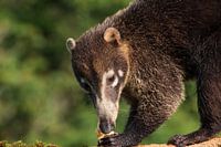 Nasenbär stiehlt eine Banane in Costa Rica